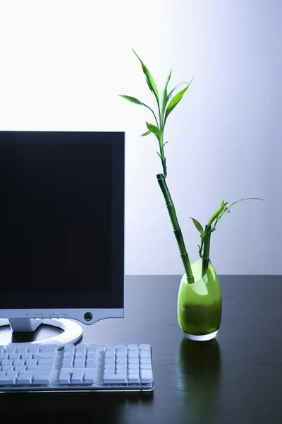 Computer Monitor and Lucky Bamboo — Stock Photo, Image