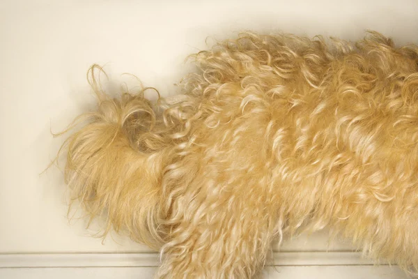 毛皮で覆われた犬. — ストック写真
