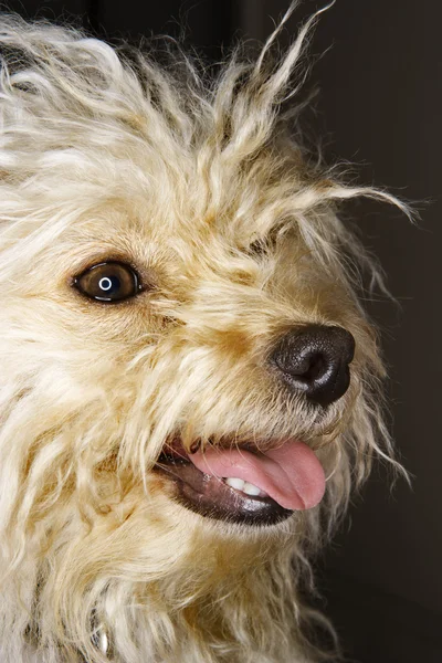 Cute mixed breed dog. — Stock Photo, Image