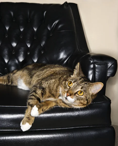 Mourovatá kočka na kožené křeslo. — Stock fotografie