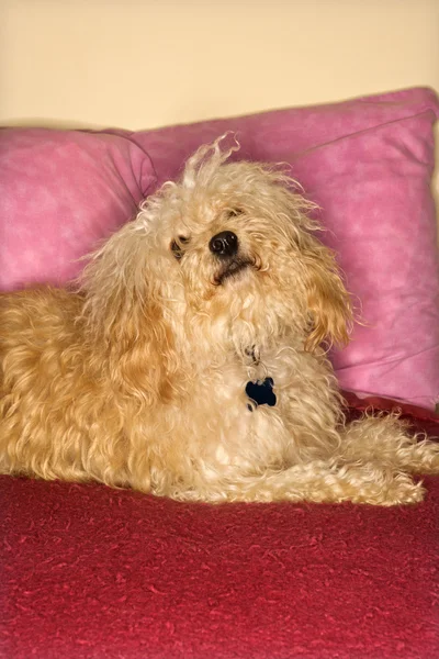 Furry dog on bed. — Stock Photo, Image