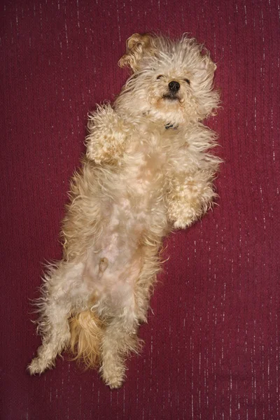Dog lying on back. — Stock Photo, Image