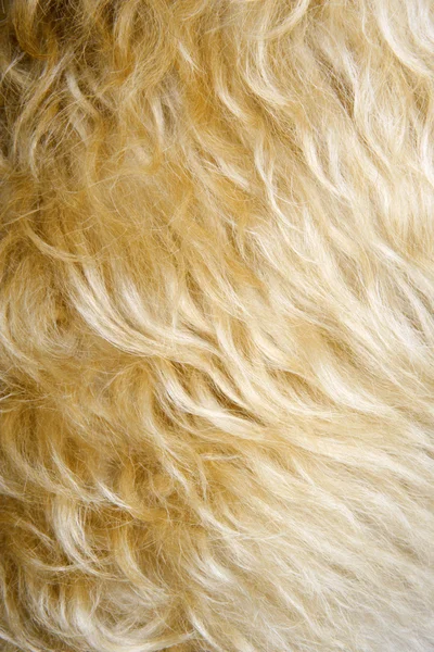 Hondenbont close-up. — Stockfoto