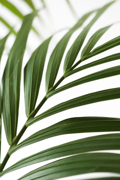 Palm ormbunksblad. — Stockfoto