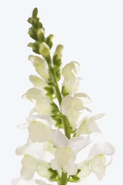 Zbliżenie białego kwiatu — Zdjęcie stockowe