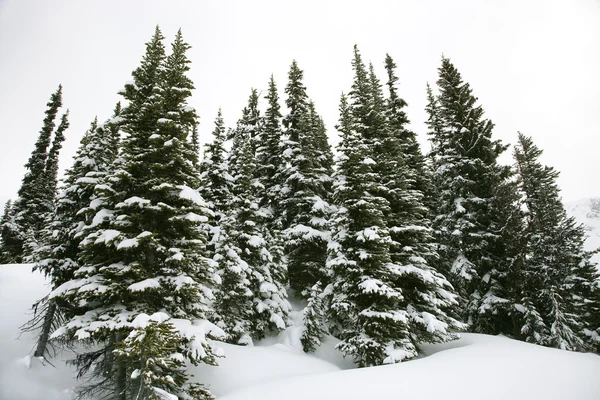 Çam ağaçları karla kaplı. — Stok fotoğraf
