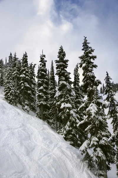 Met sneeuw bedekte pijnbomen. — Stockfoto