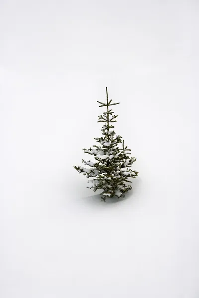 Lone pine sapling in snow. — Stock Photo, Image