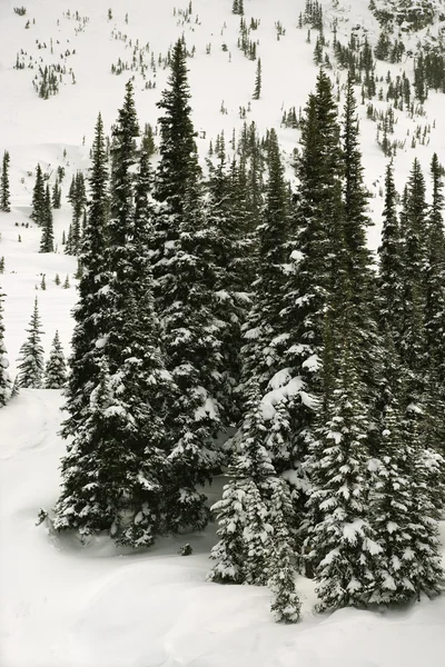 Pinheiros cobertos de neve. — Fotografia de Stock