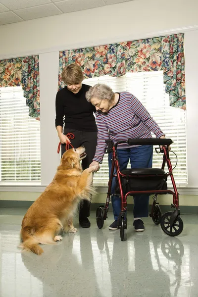 Elderly woman with therapy dog. Stock Photo