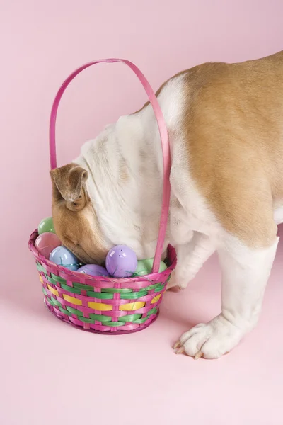 Engelsk Bulldogg med påsk korg. Stockfoto