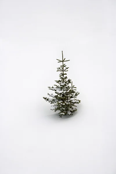 Lone pine sapling in snow. Royalty Free Stock Photos