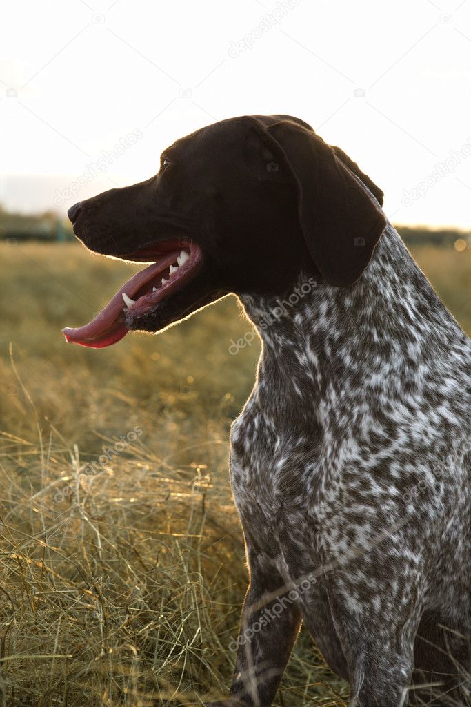 Sporting Pointer dog in field.