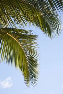 palmiye ağacı ve gökyüzü.