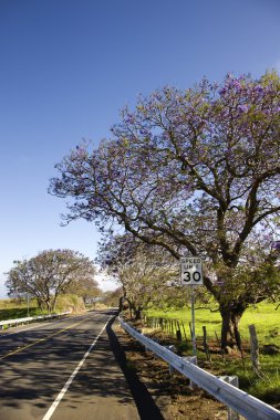 Maui doğal yol.