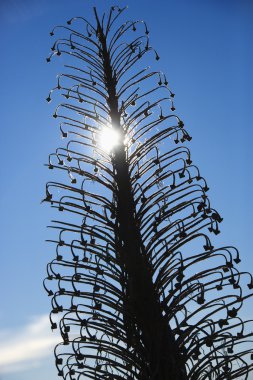 Silversword plant in Haleakala, Maui. clipart