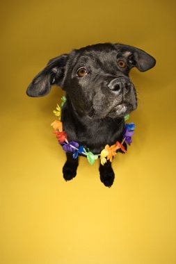 Black puppy wearing lei. clipart