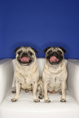 Two Pug dogs. clipart