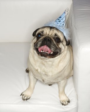 Pug dog in party hat.