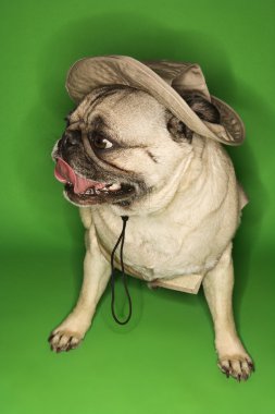 Safari kıyafeti giymiş pug köpek.