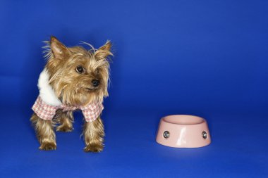 Dog with empty food bowl. clipart