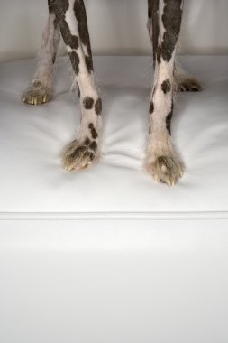 Çin Tepeli Köpek pençeleri.