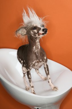 Çince Tepeli Köpek portre.