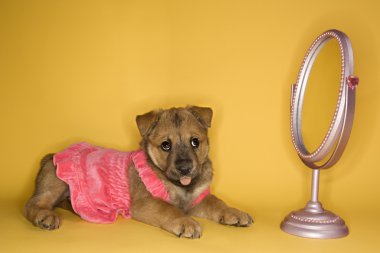 Puppy wearing dress by mirror. clipart