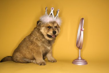 Puppy wearing crown by mirror. clipart