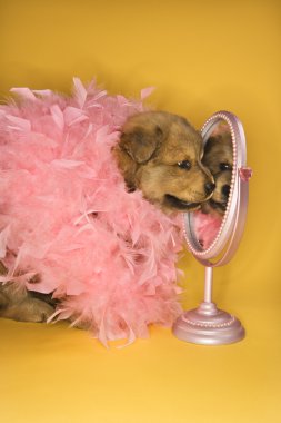 Puppy wearing pink feather boa. clipart