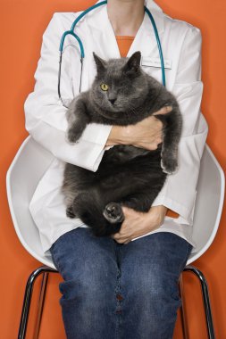 Veterinarian holding one eyed cat. clipart