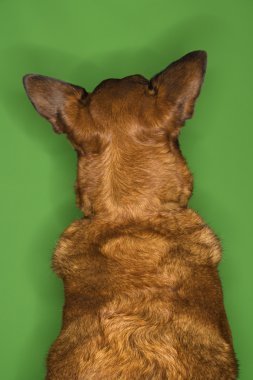 Dog with big ears. clipart