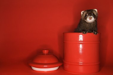 Ferret peeking out of jar. clipart