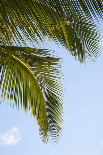 Palmboom en hemel. — Stockfoto