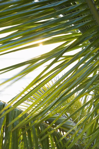 Gros plan de la fronde de palmier . — Photo