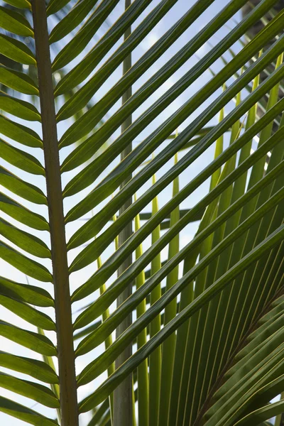 Foglia di palma . — Foto Stock