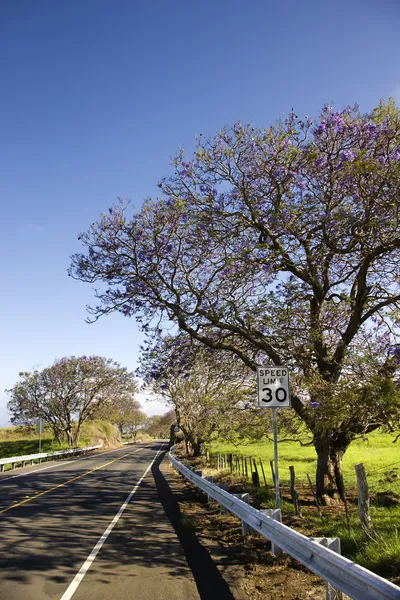 Сценическая дорога на Мауи . — стоковое фото