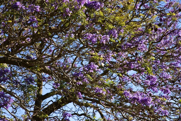 Jacaranda træ i Maui, Hawaii - Stock-foto