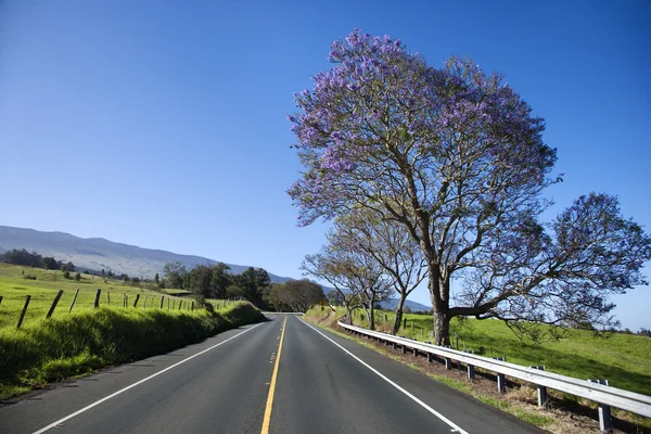 Estrada com Jacaranda árvore em Maui . — Fotografia de Stock