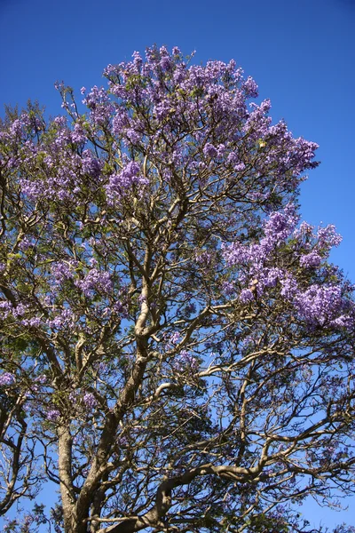 Jacaranda tree in Maui, Hawaii. — Stock Photo, Image