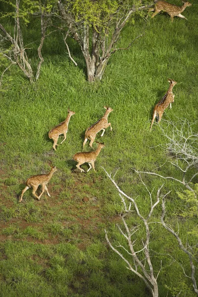 Spotted deer aerial. — Stock Photo, Image