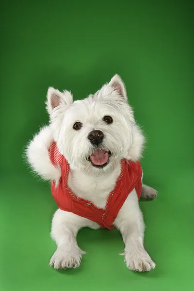 Άσπρο τεριέ σκύλος φοράει παλτό. — Φωτογραφία Αρχείου