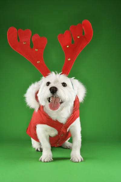 White terrier dog wearing antlers. — Stock Photo, Image
