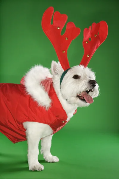 枝角を着ている白いテリア犬. — ストック写真