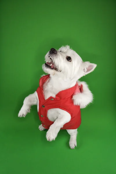 Branco cão terrier implorando . — Fotografia de Stock