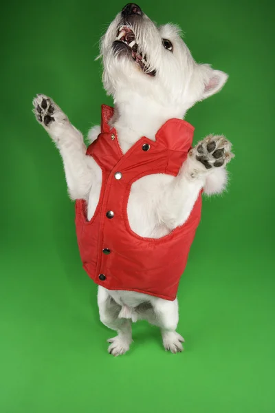 Bílý teriér pes žebrání. — Stock fotografie