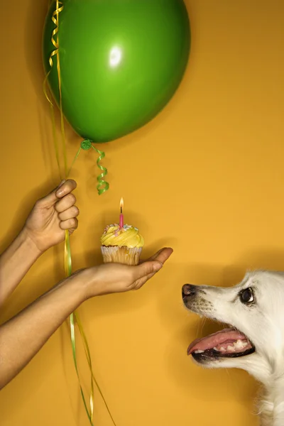 Kutya születésnap. — Stock Fotó