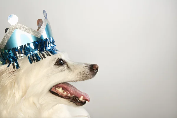 犬の身に着けている紙の王冠. — ストック写真