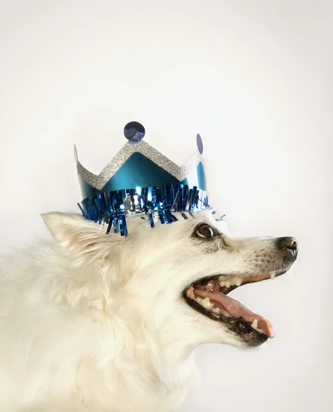 Dog wearing paper crown. — Stock Photo, Image
