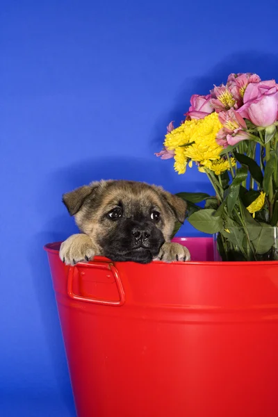 Roztomilé štěně v kbelíku. — Stock fotografie